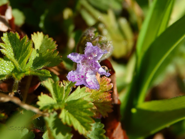 Glechoma hederacea 