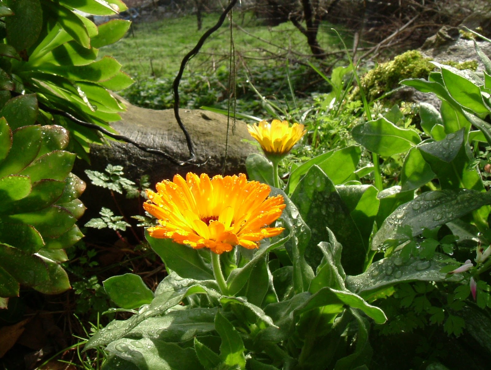 calendula