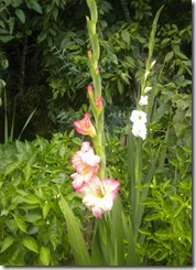 DSCN9191