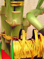 Lucky Bamboo Pots And Vases1