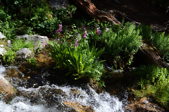 purple flowers almost in the flow