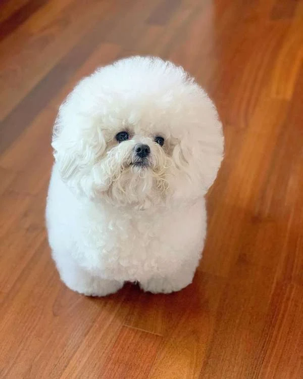 Difference Between Bichon Frise And Maltese Dogs