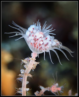 15 Amazing Creatures from Russia's White Sea Shot in Macro Seen On lolpicturegallery.blogspot.com