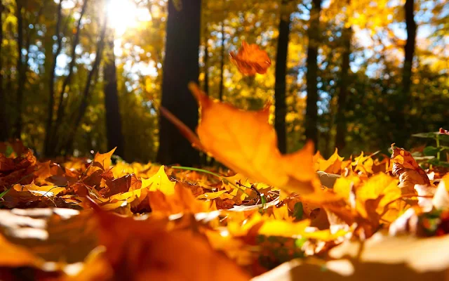 Foto van oranje herfstbladeren op de grond