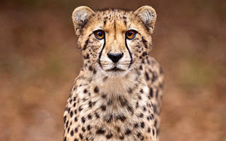Amazing Cheetah Facts