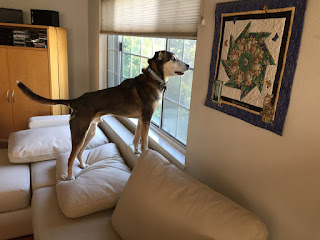 The big dog standing on the sofa and staring out the window