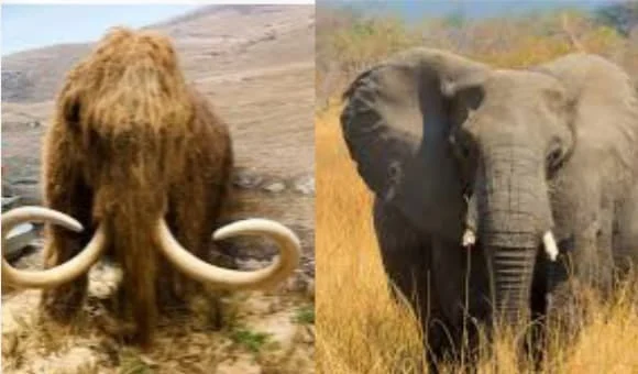 ما الفرق بين الماموث و الفيل؟