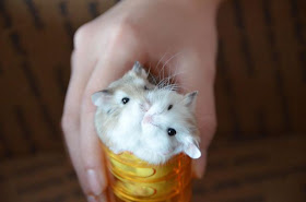 funny animals, two hamsters one cup