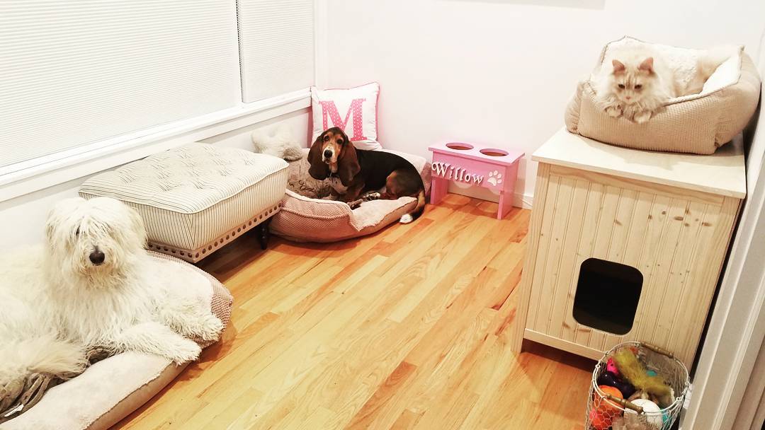 Two Dogs and a cat's room