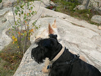 Scotties looking down from Great Head Trail across Sand Beach