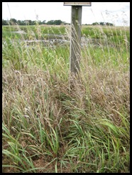 alleged turtle track