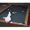 gambar dp bbm lucu gif