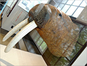 Morsa en el New Bedford Whaling Museum