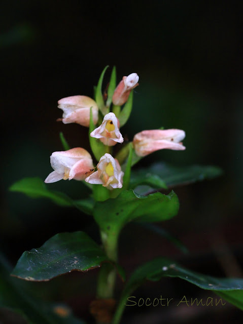 Goodyera foliosa