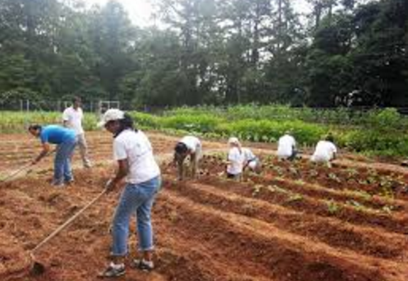 Land preparation for Watermelon Cultivation