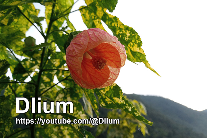 Dlium Painted abutilon (Callianthe striata)