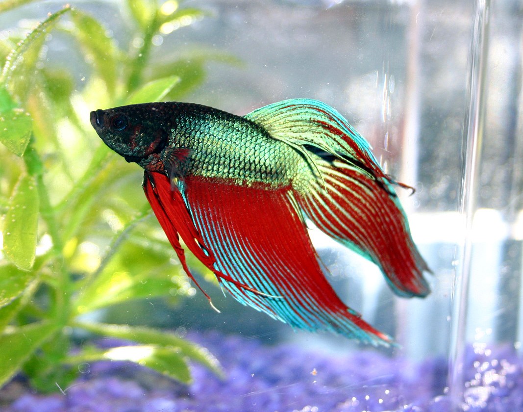 Betta Fish