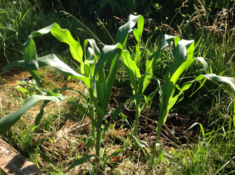 Growing 3-Sisters, corn beans and squash in a no-till garden, using "slash-mulch" techniques.