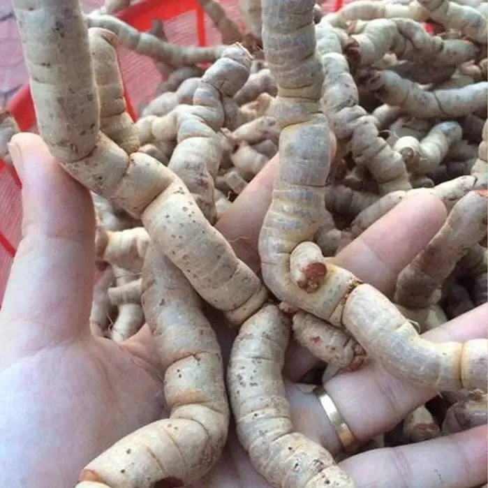 Ba kích tím Quảng Ninh ngâm rượu
