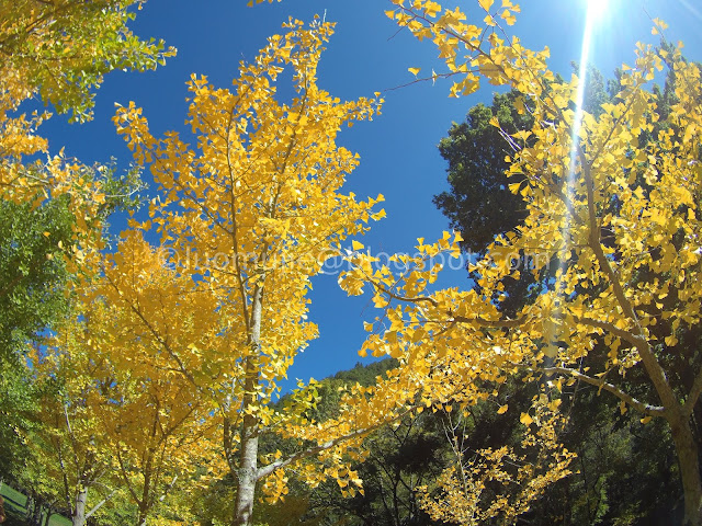 Wuling Farm maple autumn foliage