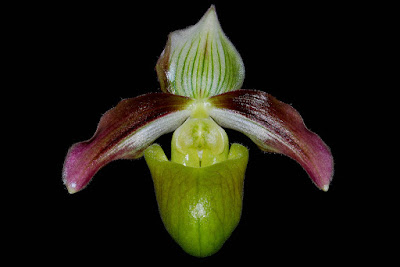 Paphiopedilum violascens orchid plant care and culture