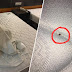 'Patut la rasa gatal-gatal masa tidur, sampai ke atas dinding pun ada!' - Bed bugs bersepah dalam bilik hotel