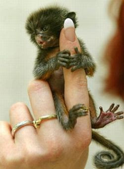 Finger Monkey Seen On www.coolpicturegallery.us