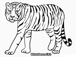 Belajarmewarnai Info Belajar Mewarnai Gambar Harimau Putih Terbaru