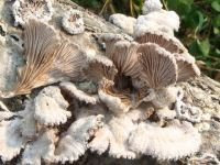 Schizophyllum commune (Cendawan kukur)