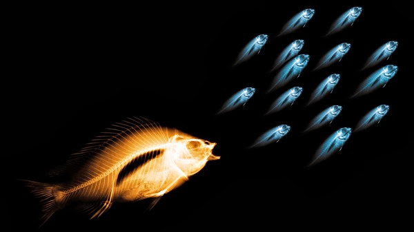 3D Amazing Gold Fish HD Wallpaper Free