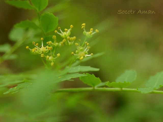 Zanthoxylum piperitum