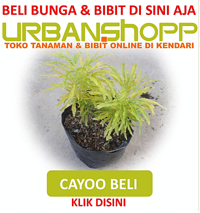 TOKO BUNGA ONLINE