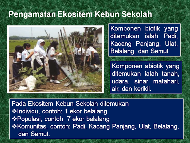 Presentase Pengamatan Kebun Sekolah