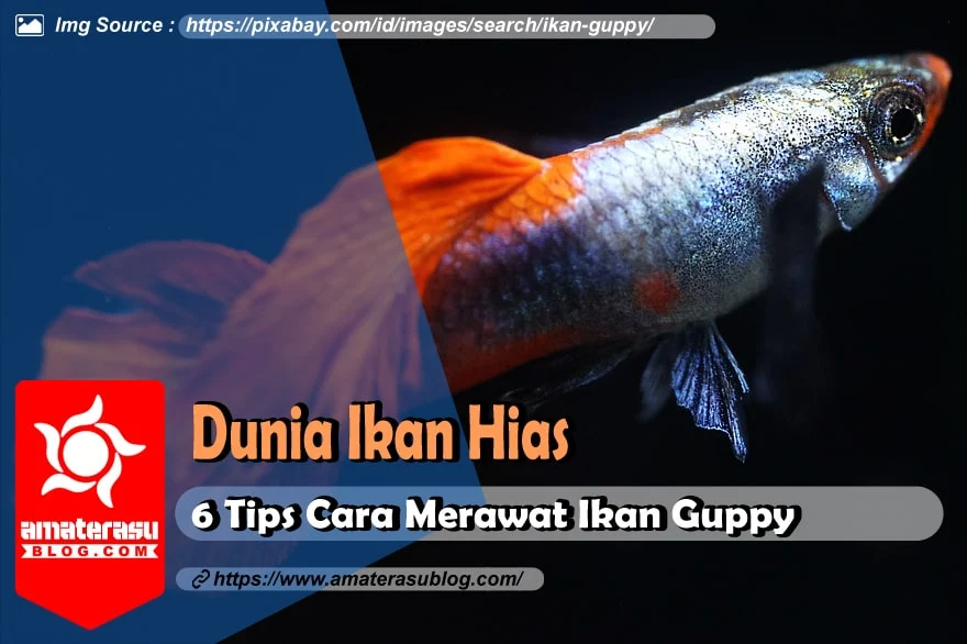 6-tips-cara-merawat-ikan-hias-guppy-yang-baik-dan-benar