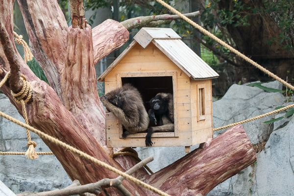 新竹市立動物園藏隱在市區小而美的森林動物園，有老虎河馬熊猴子