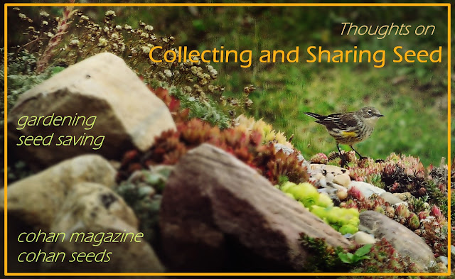 Yellow-rumped Warbler, Potentilla nitida, Dolomite Cinquefoil, rock garden, seed saving, cohan seeds, cohan magazine