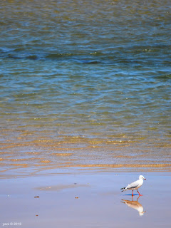 mirror gull