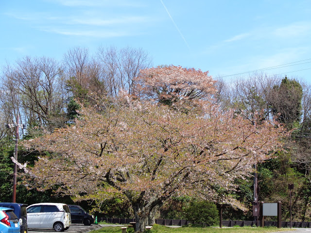 むきばんだ遺跡公園駐車場のソメイヨシノ桜