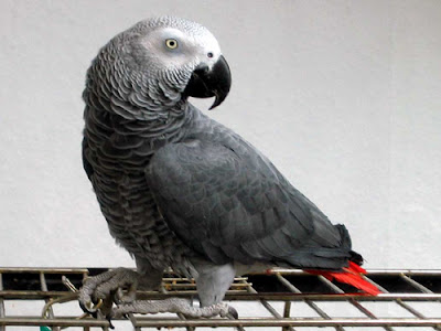 Jual Burung African Grey Parrot - Macaw Dll Tebaru 2015 Asli 100%