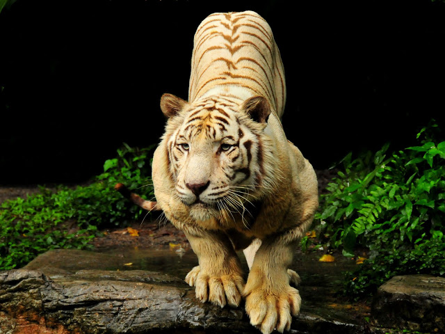 Tiger image