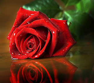 Roses mobile wallpapers. Download free Roses wallpapers for mobile 