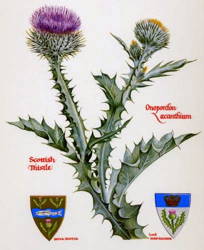 Health Benefits Of Thistle