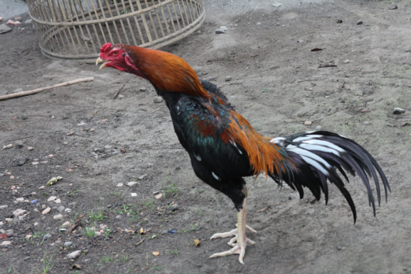 8 Jenis  Ayam  Bangkok  Terbaik Berdasarkan Warna 