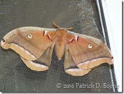 moth02