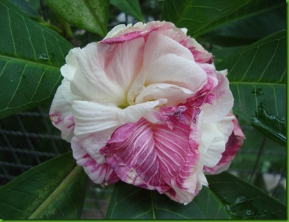 Hibiscus mutabilis (4)