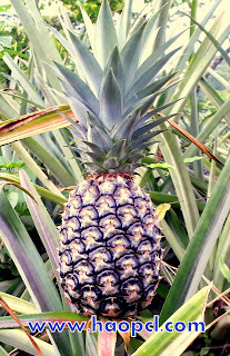 Tribal Pineapple Cultivators