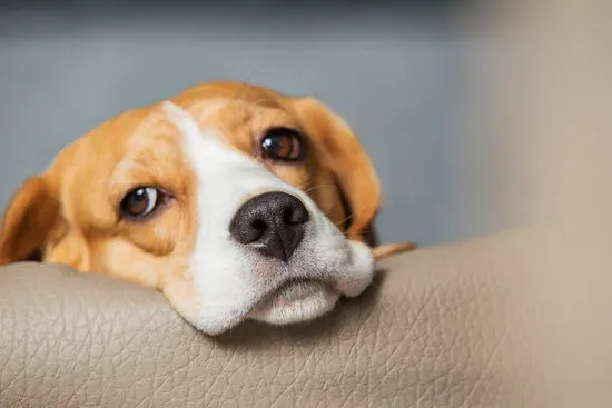 مرض أديسون في الكلاب: الأسباب والأعراض والتشخيص والعلاج