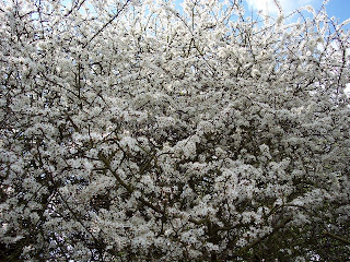 Prunus spinosa - el endrino