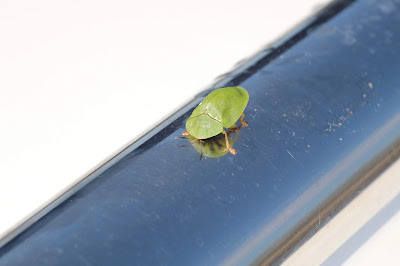 Groene Distelschildpadtor - - Cassida rubiginosa