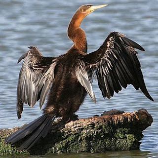 aninga roja Anhinga rufa birds of Africa